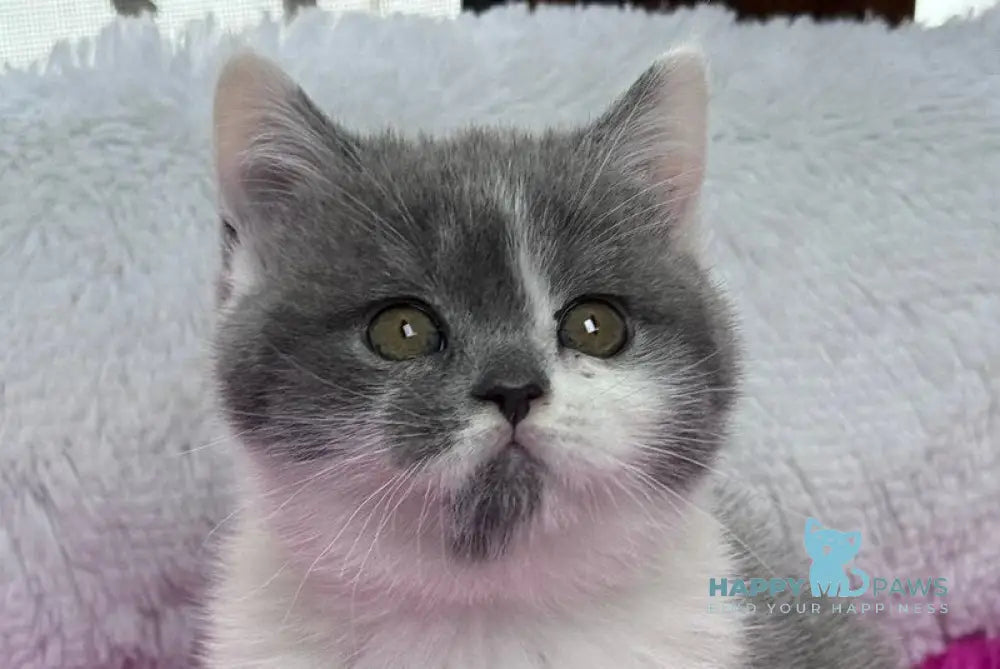 Kleo Scottish Straight female blue live animals