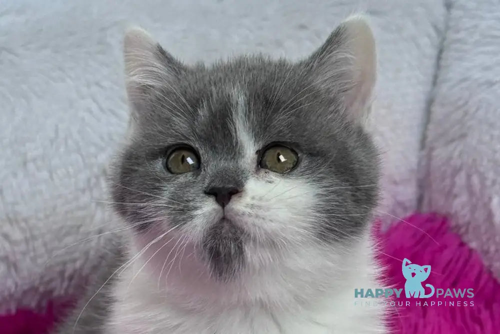 Kleo Scottish Straight female blue live animals