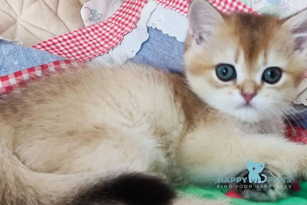 Elegant Amiro Kleopatra British Shorthair female black golden shaded live animals