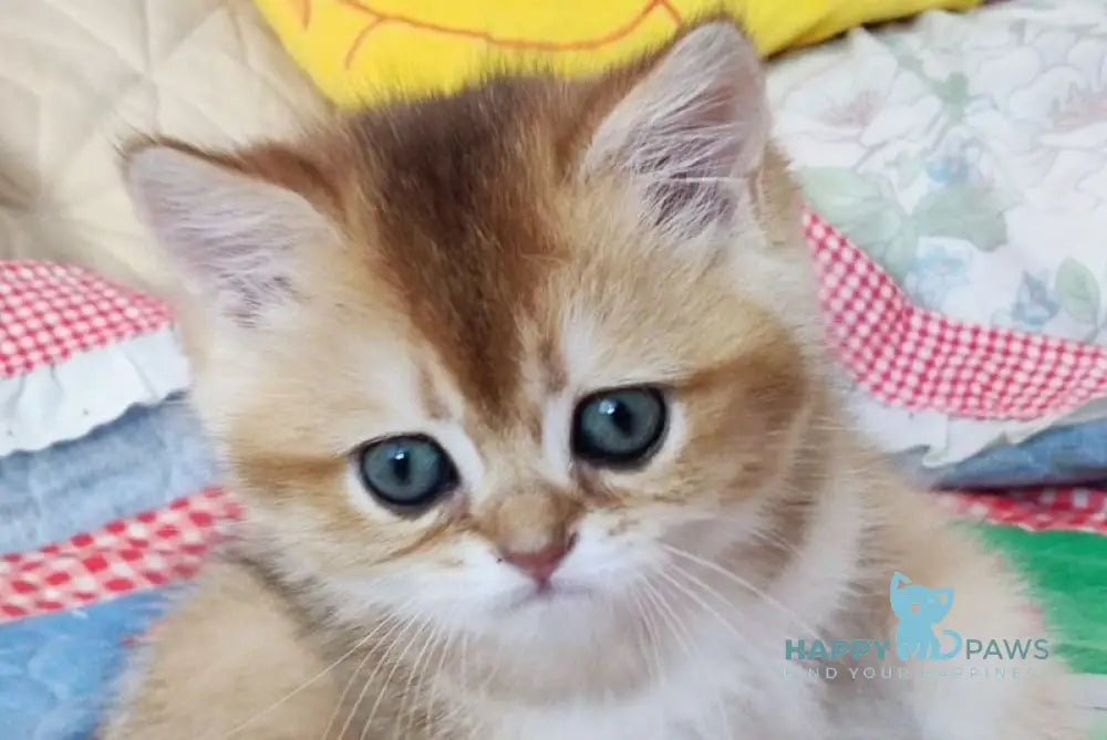 Elegant Amiro Kleopatra British Shorthair female black golden shaded live animals