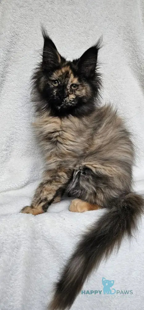 Kleopatra Maine Coon female black tortie live animals