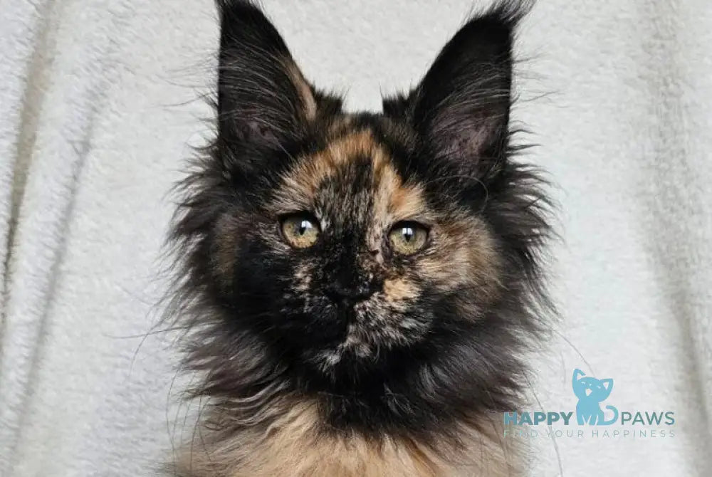 Kleopatra Maine Coon female black tortie live animals