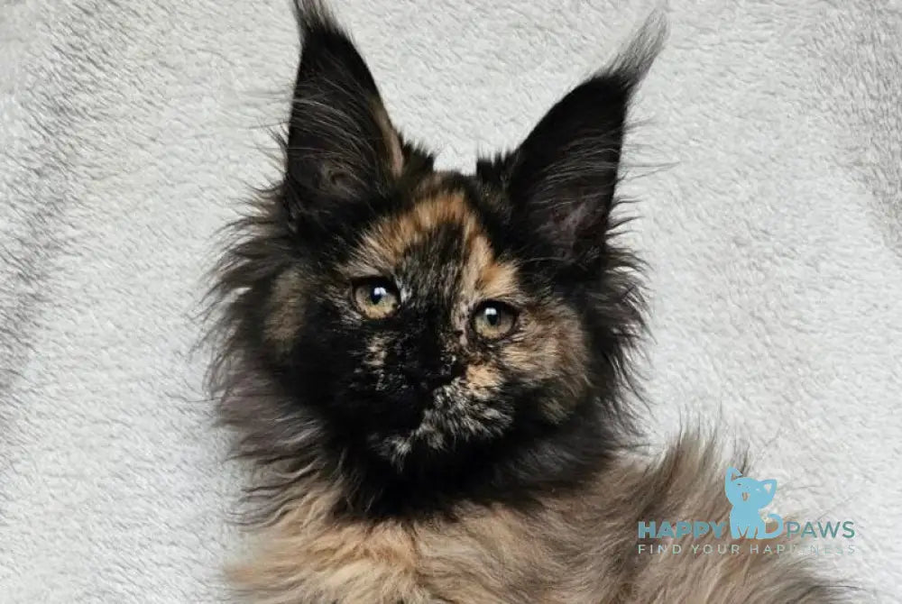 Kleopatra Maine Coon female black tortie live animals