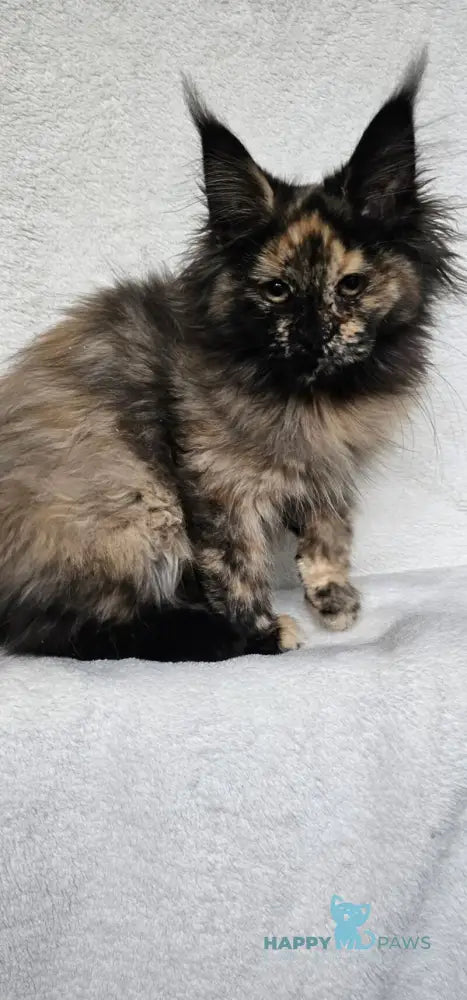 Kleopatra Maine Coon female black tortie live animals