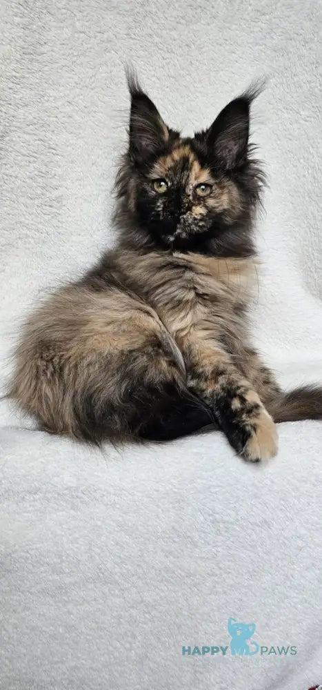 Kleopatra Maine Coon female black tortie live animals