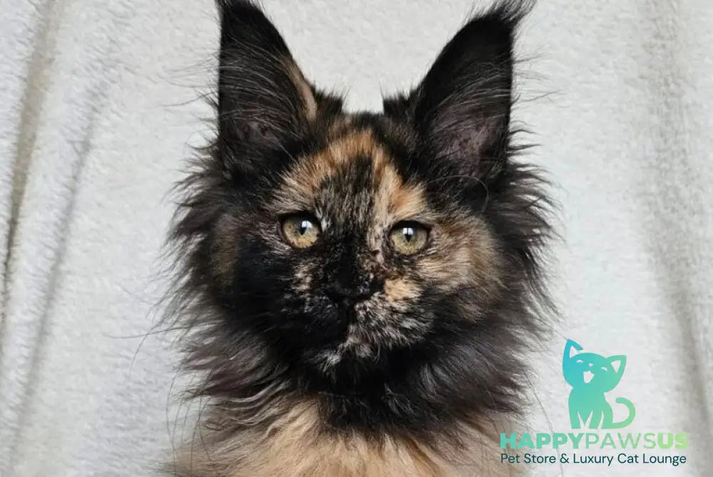 Kleopatra Maine Coon female black tortie live animals