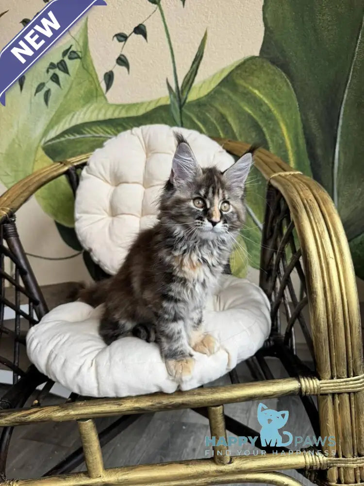 Kleopatra Maine Coon female black tortie with white live animals