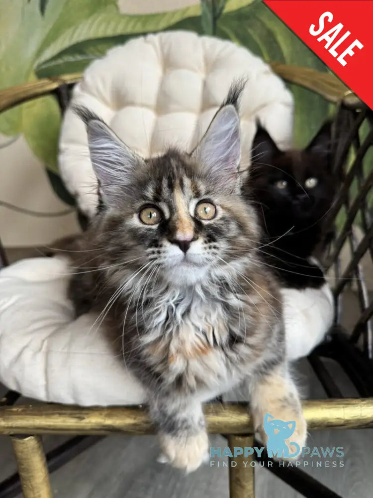 Kleopatra Maine Coon female black tortie with white live animals
