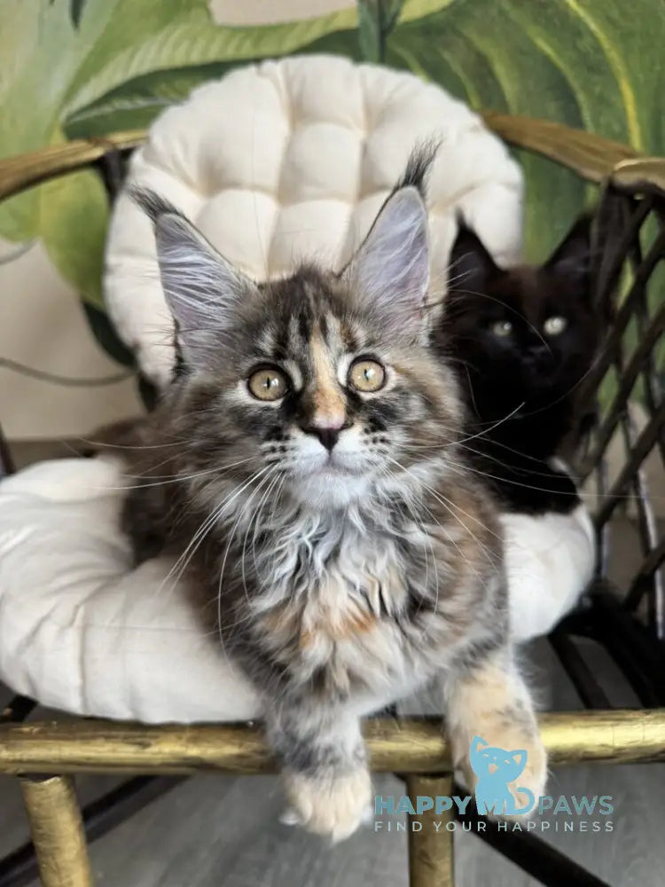 Kleopatra Maine Coon female black tortie with white live animals