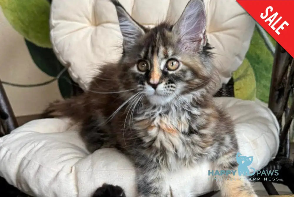 Kleopatra Maine Coon female black tortie with white live animals