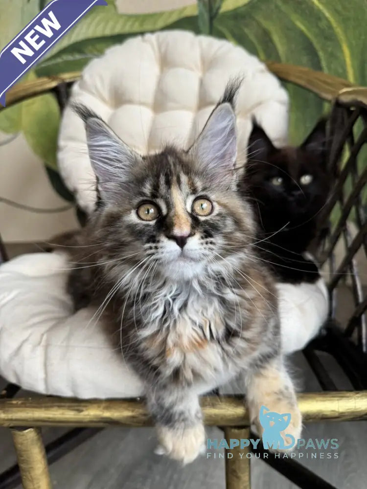 Kleopatra Maine Coon female black tortie with white live animals