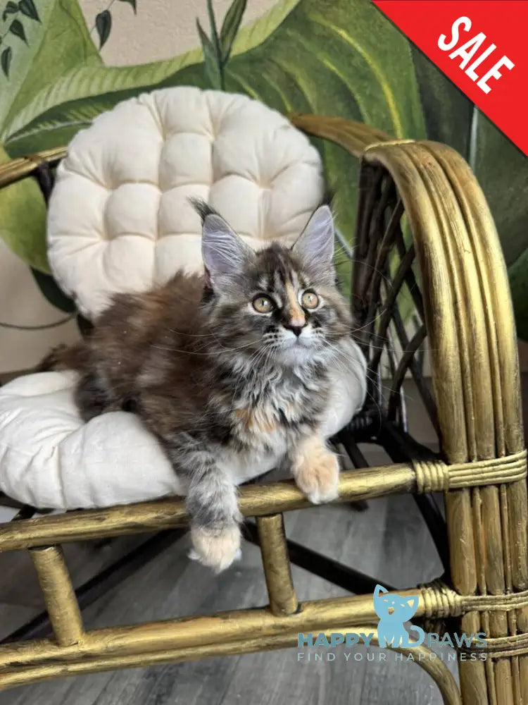 Kleopatra Maine Coon female black tortie with white live animals