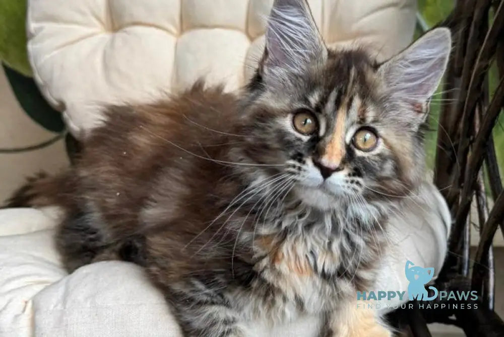 Kleopatra Maine Coon female black tortie with white live animals