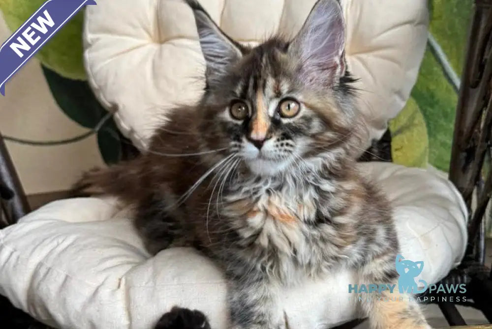 Kleopatra Maine Coon female black tortie with white live animals