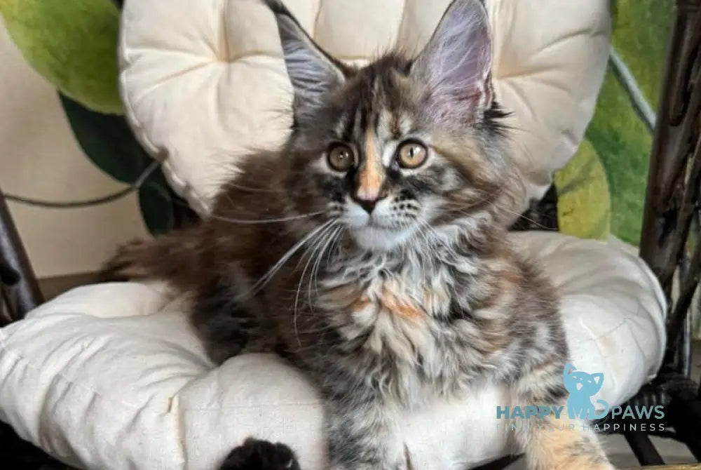 Kleopatra Maine Coon female black tortie with white live animals