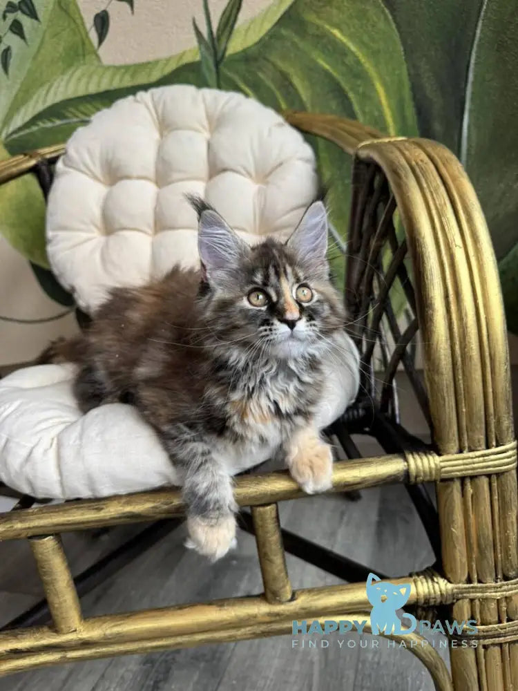 Kleopatra Maine Coon female black tortie with white live animals