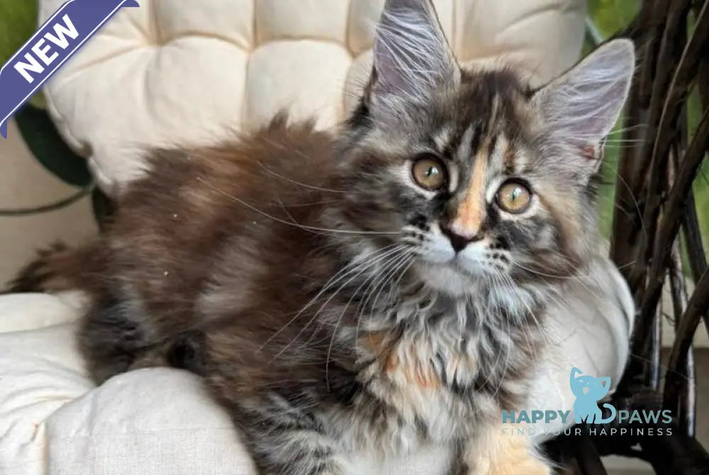 Kleopatra Maine Coon female black tortie with white live animals