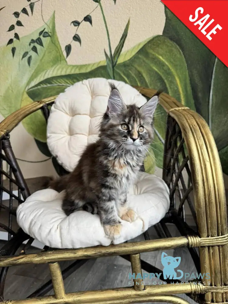 Kleopatra Maine Coon female black tortie with white live animals