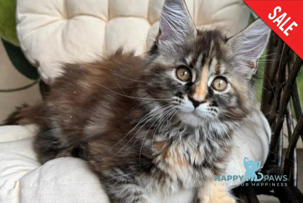 Kleopatra Maine Coon female black tortie with white live animals