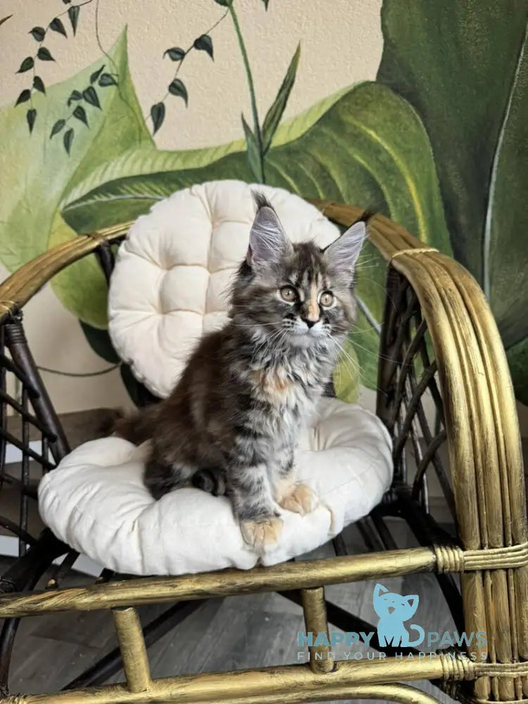 Kleopatra Maine Coon female black tortie with white live animals