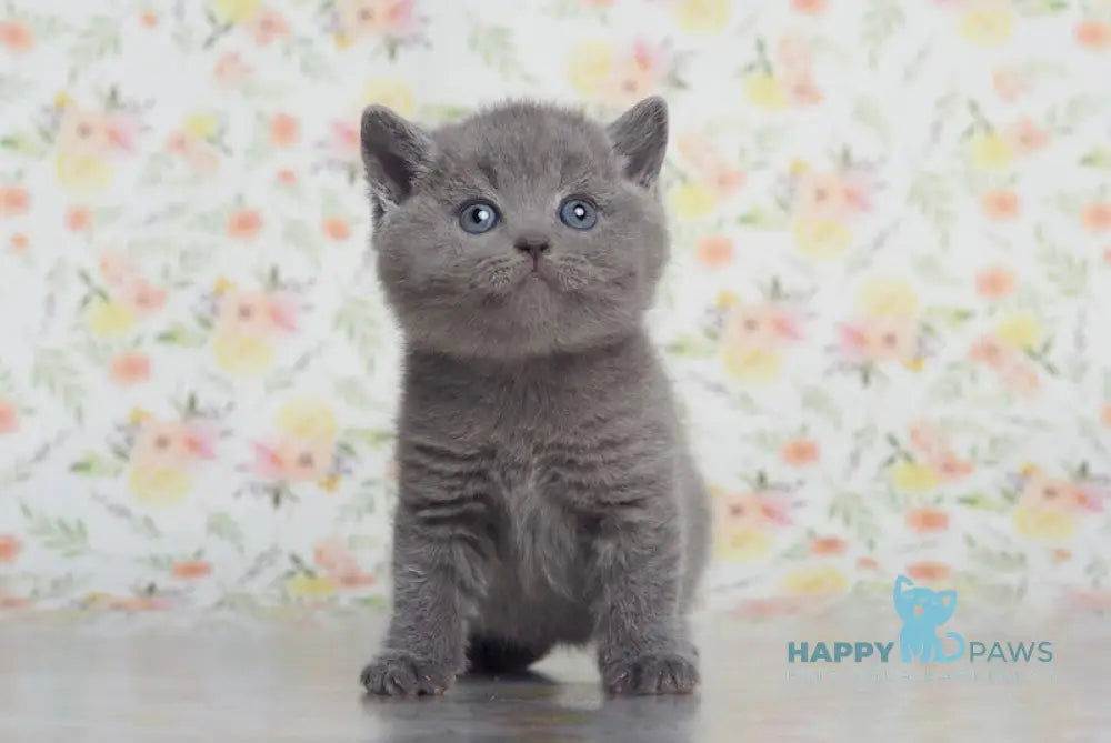 Klepa British Shorthair male blue live animals