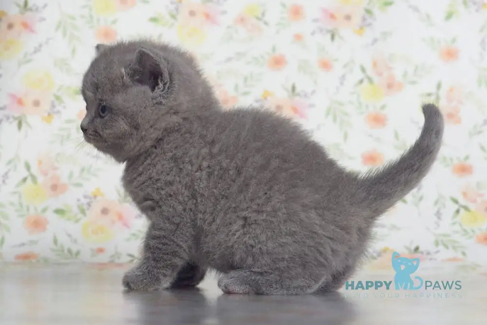 Klepa British Shorthair male blue live animals