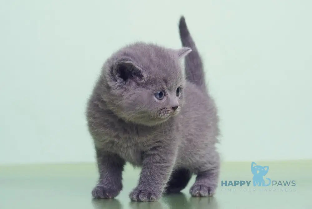 Klepa British Shorthair male blue live animals