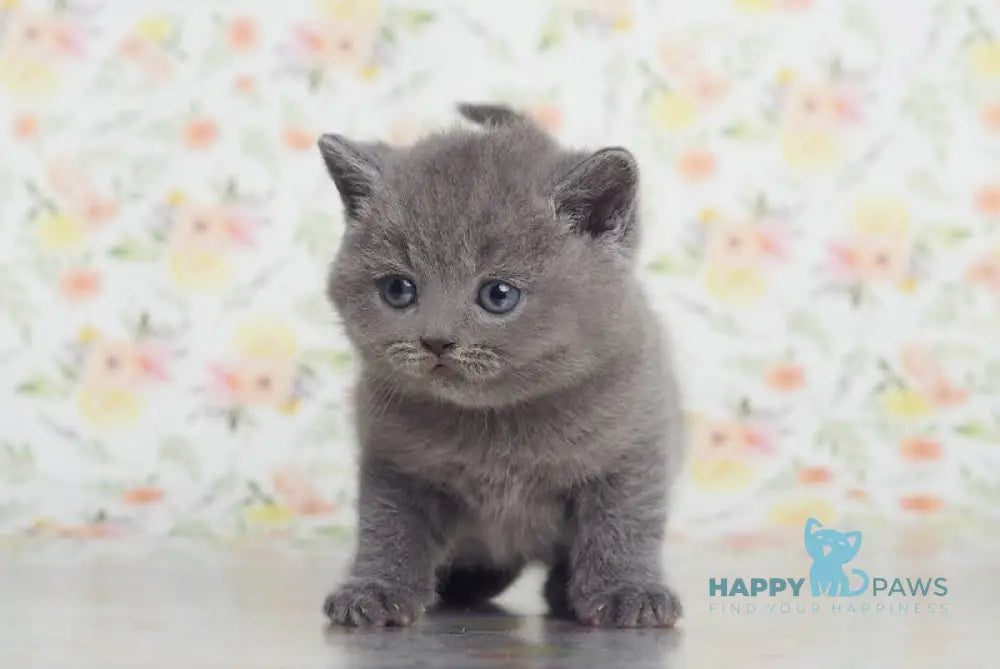Klepa British Shorthair male blue live animals