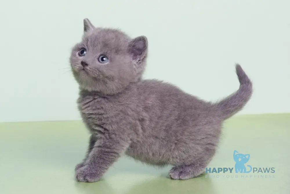 Klepa British Shorthair male blue live animals