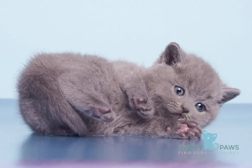 Klepa British Shorthair male blue live animals