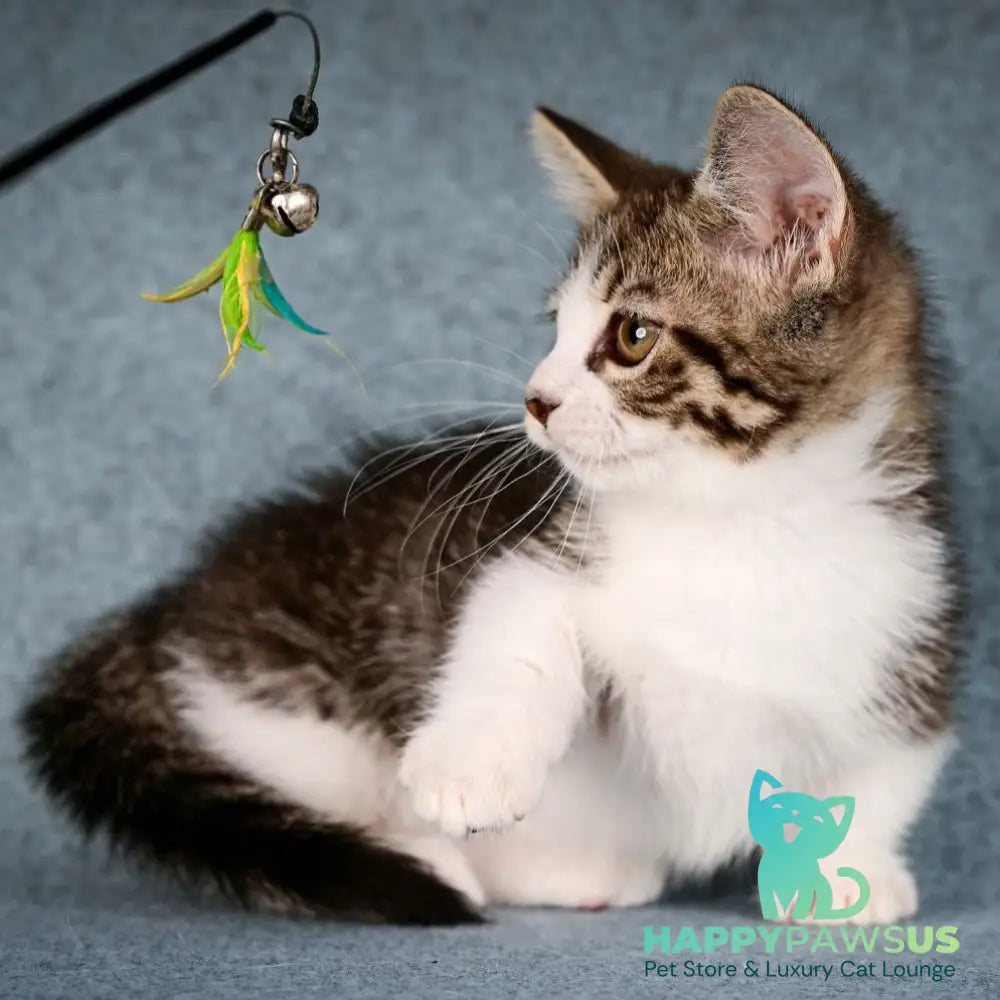 Klepa Munchkin female black spotted tabby bicolour - live animals
