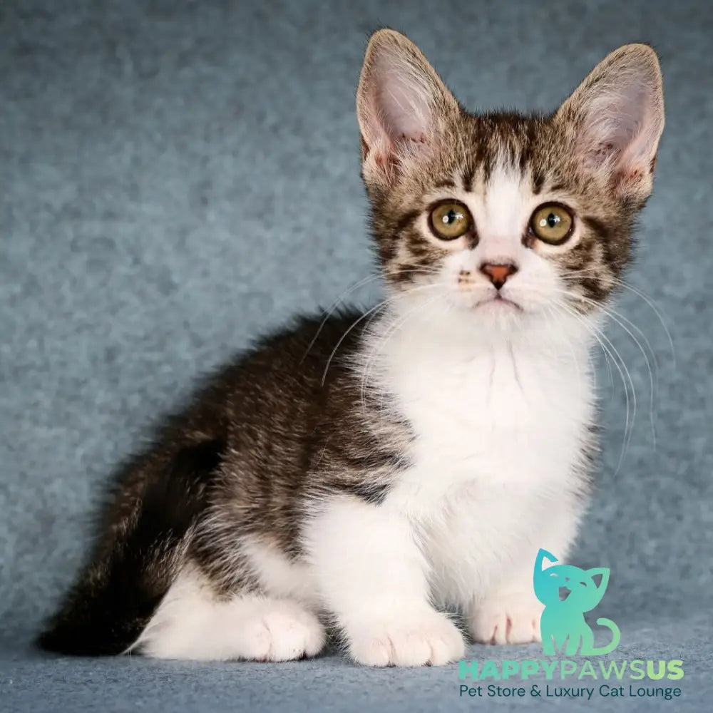 Klepa Munchkin female black spotted tabby bicolour - live animals