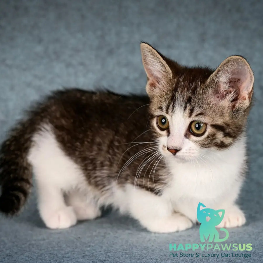 Klepa Munchkin female black spotted tabby bicolour - live animals