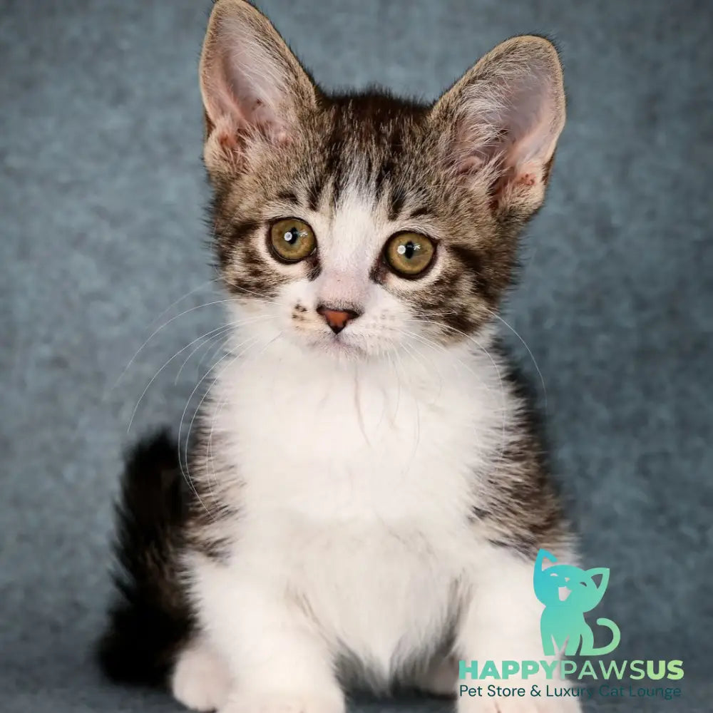 Klepa Munchkin female black spotted tabby bicolour - live animals