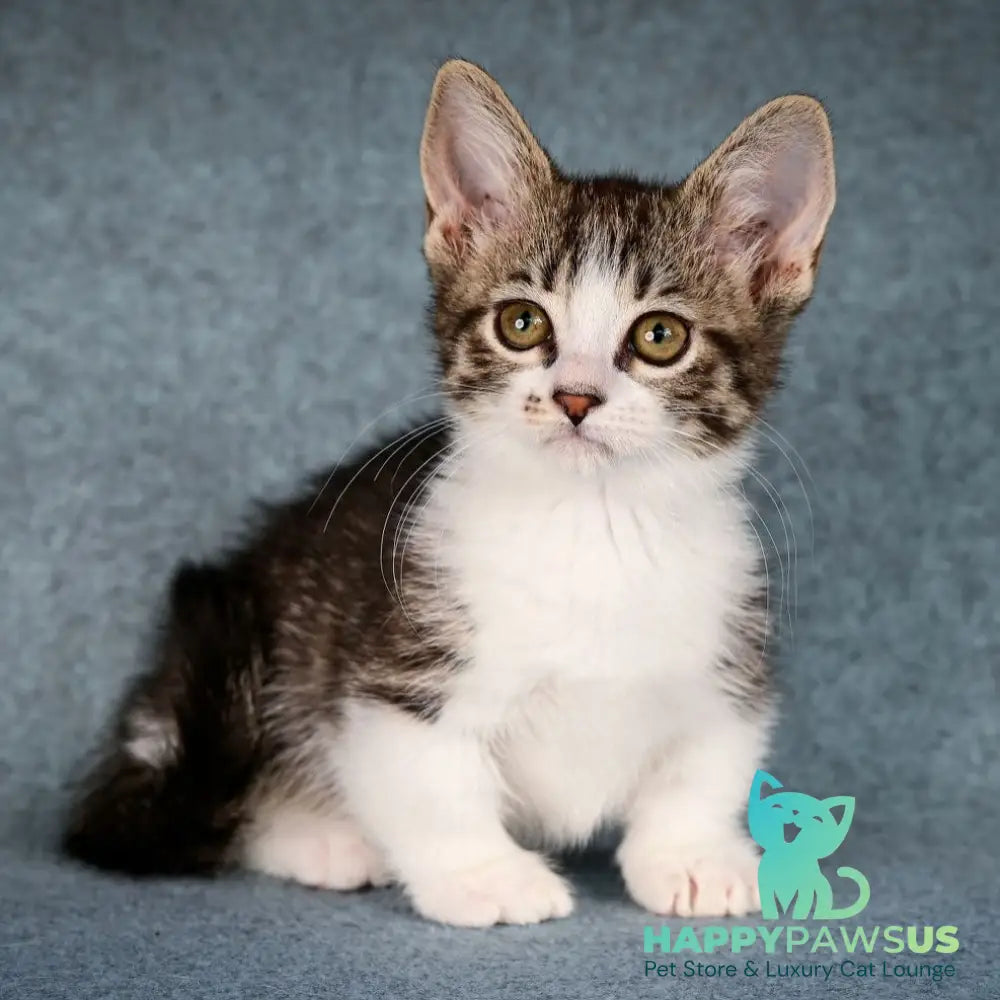 Klepa Munchkin female black spotted tabby bicolour - live animals