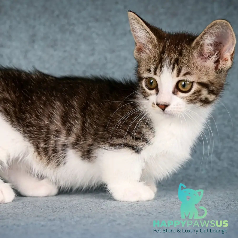 Klepa Munchkin female black spotted tabby bicolour - live animals