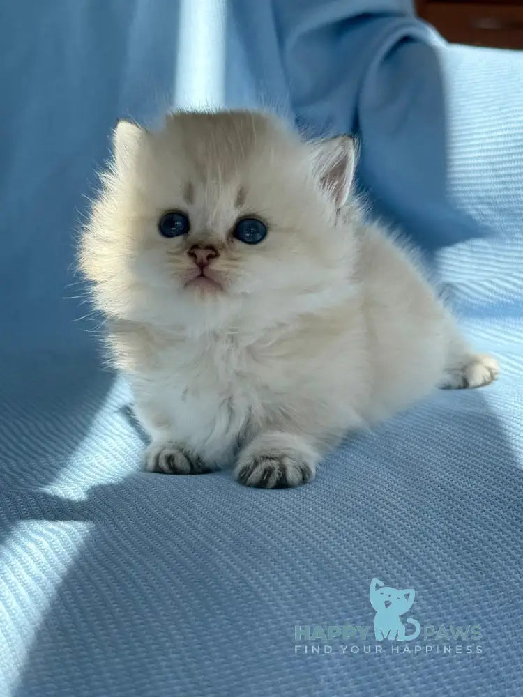 Knopa Munchkin female pointed live animals