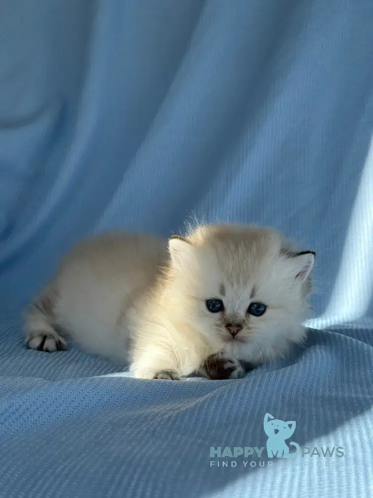 Knopa Munchkin female pointed live animals