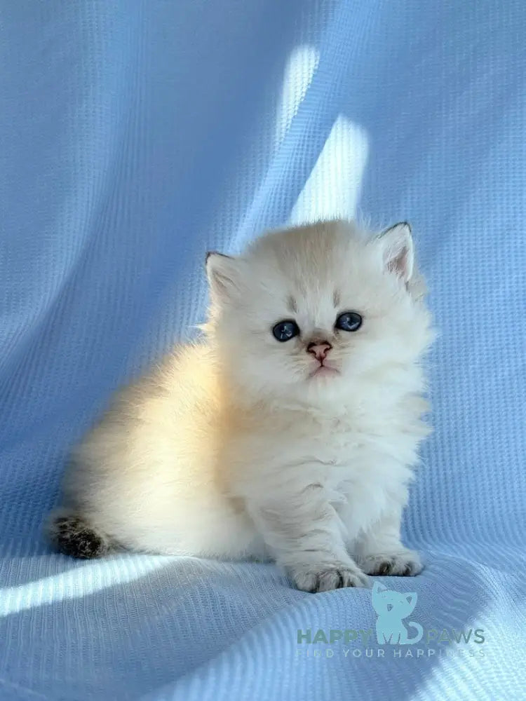 Knopa Munchkin female pointed live animals