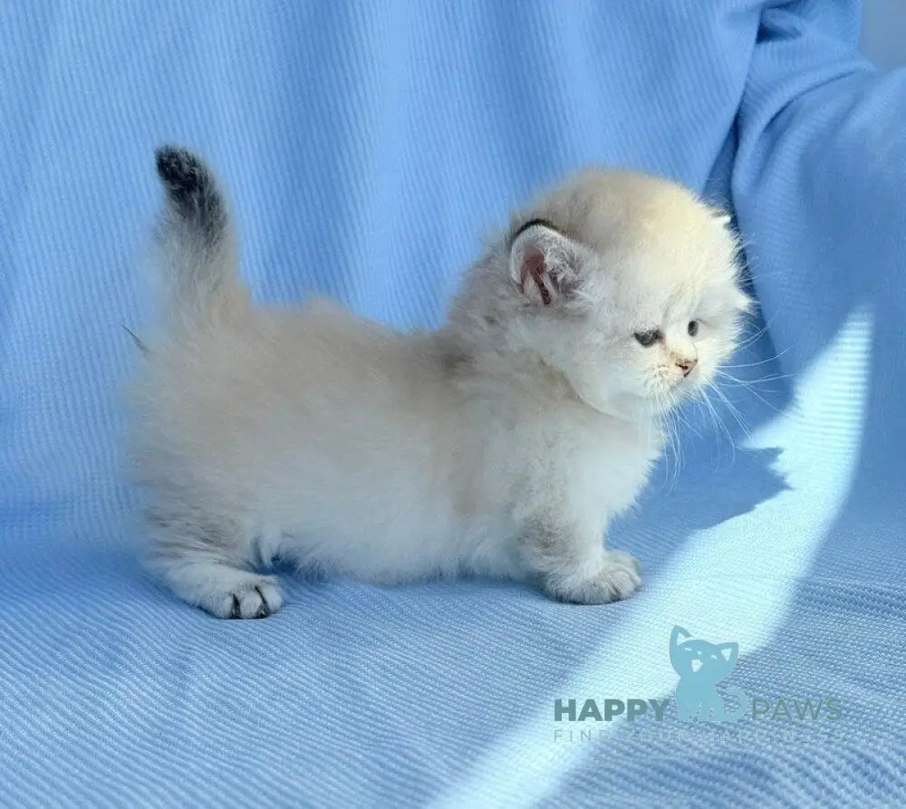 Knopa Munchkin female pointed live animals