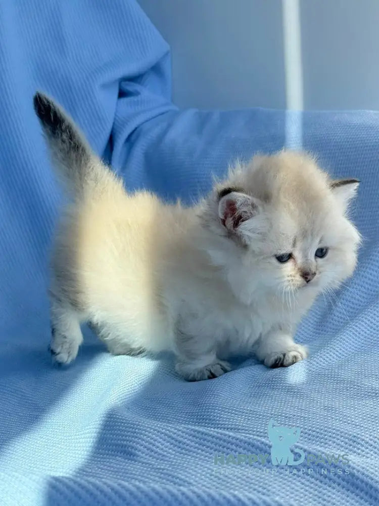 Knopa Munchkin female pointed live animals