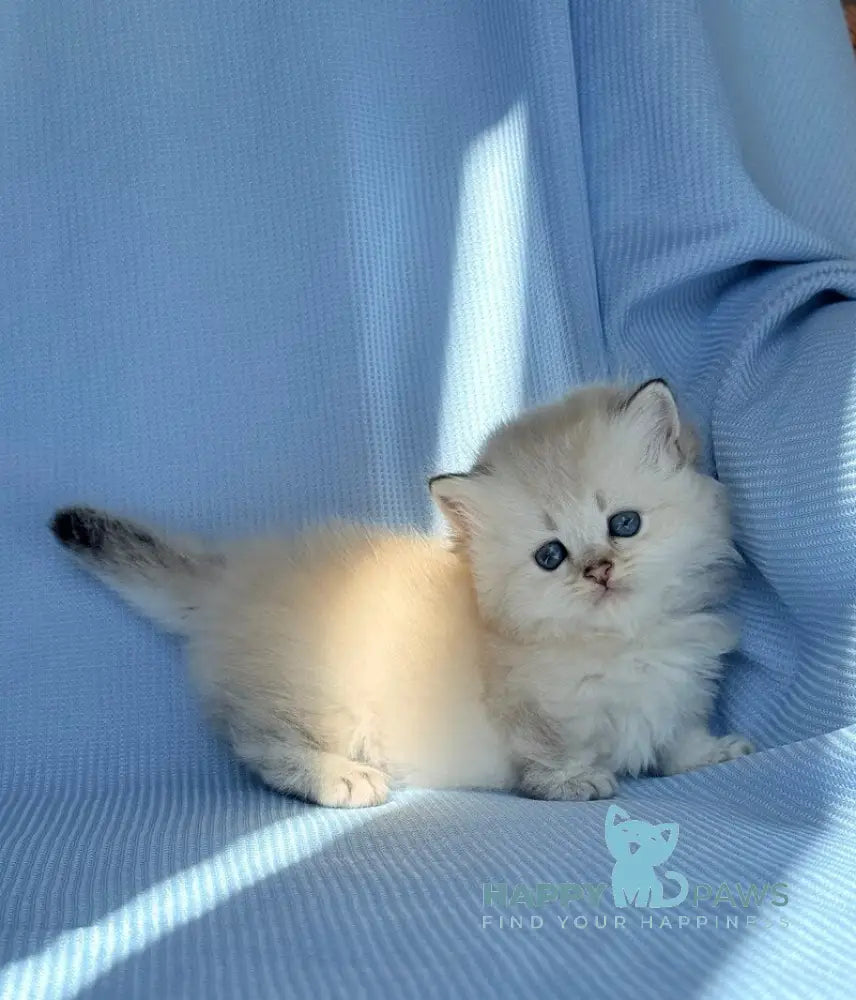 Knopa Munchkin female pointed live animals