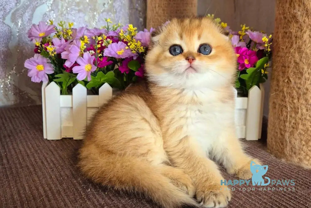 Knopa Scottish Fold female black golden shaded live animals