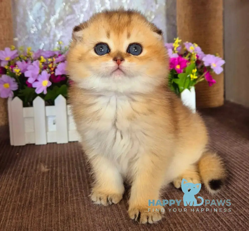 Knopa Scottish Fold female black golden shaded live animals