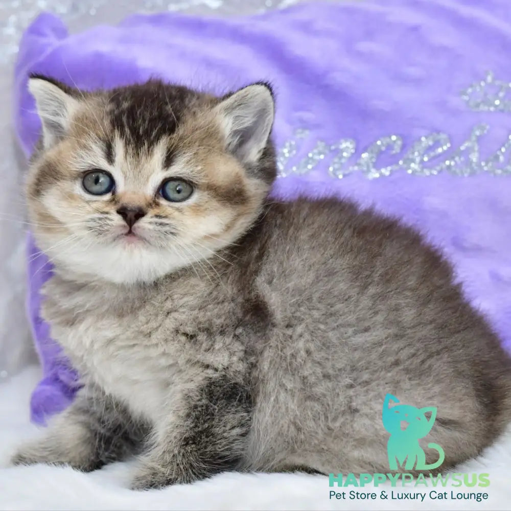 Knopka British Shorthair female black ticked tabby - live animals