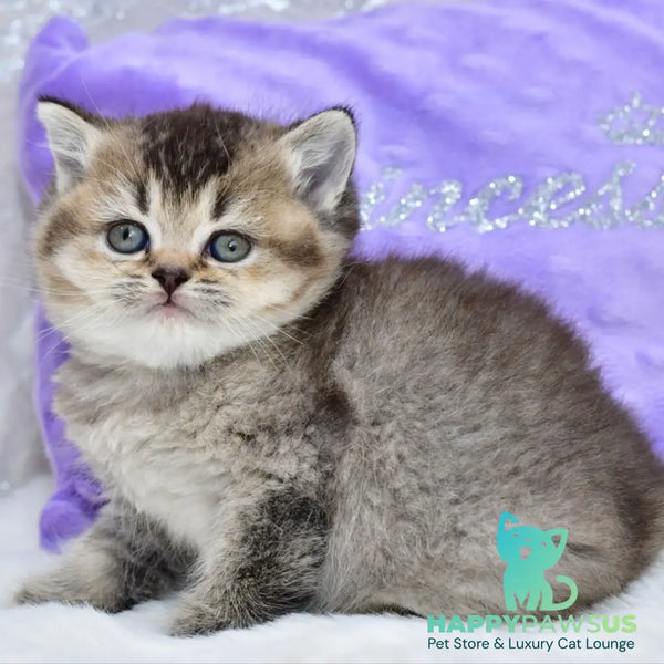 Knopka British Shorthair female black ticked tabby - live animals