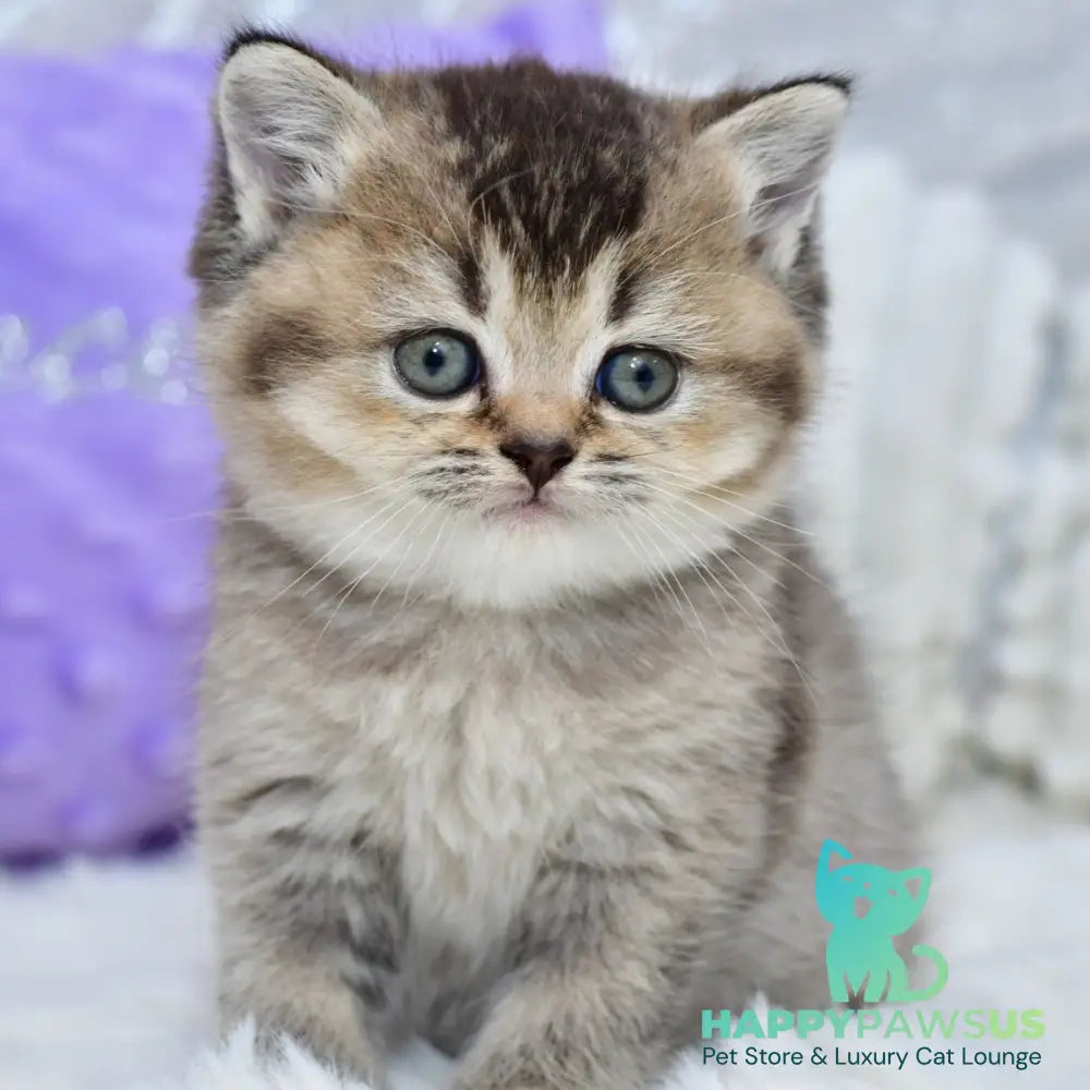 Knopka British Shorthair female black ticked tabby - live animals
