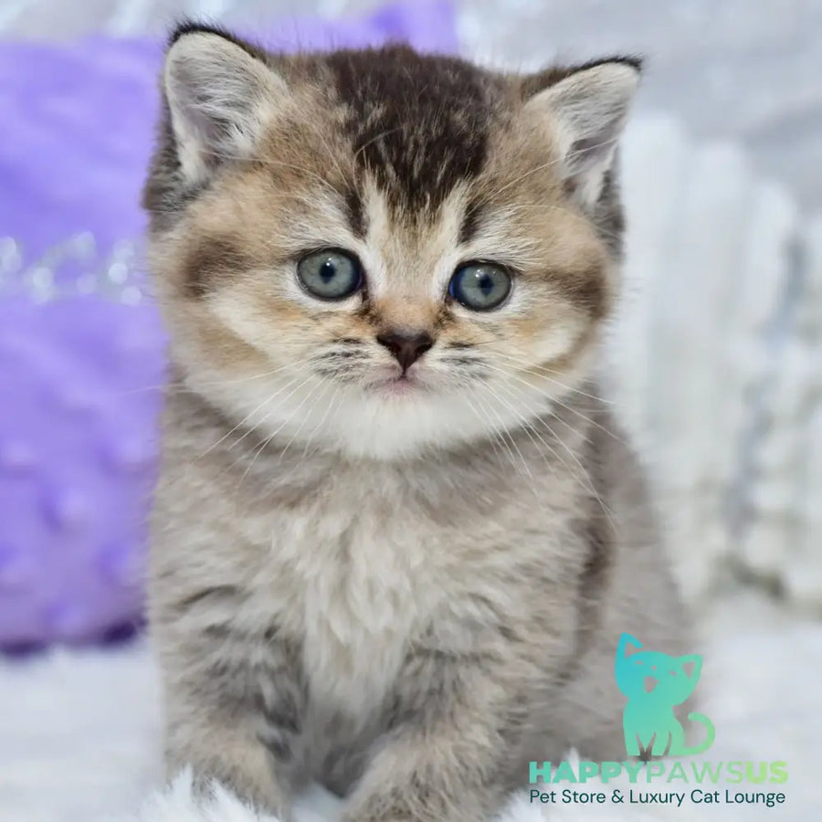 Knopka British Shorthair female black ticked tabby - live animals