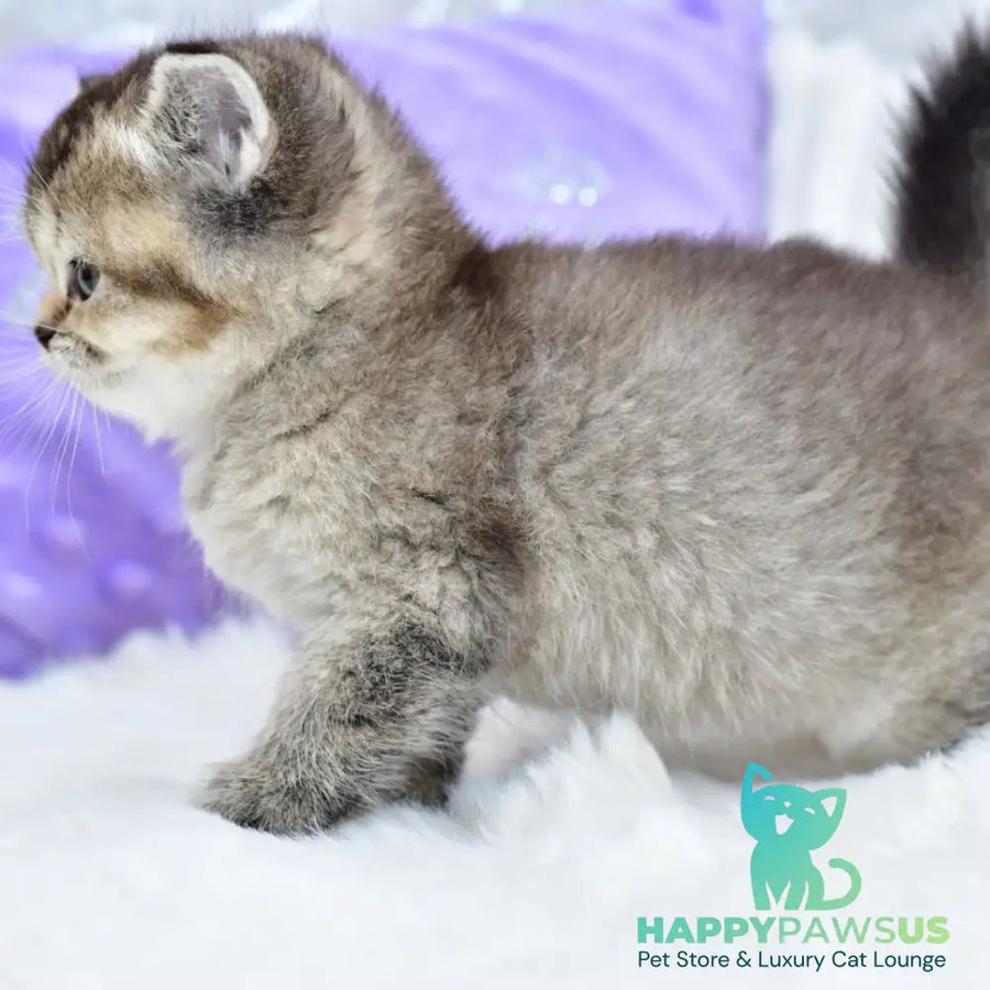 Knopka British Shorthair female black ticked tabby - live animals