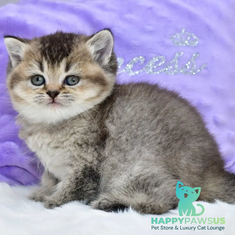 Knopka British Shorthair female black ticked tabby - live animals